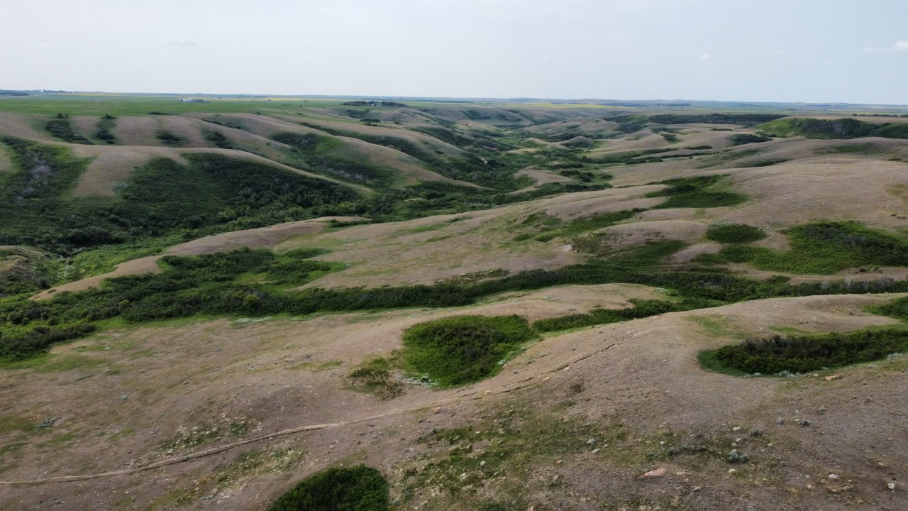 Prairie field and herbs