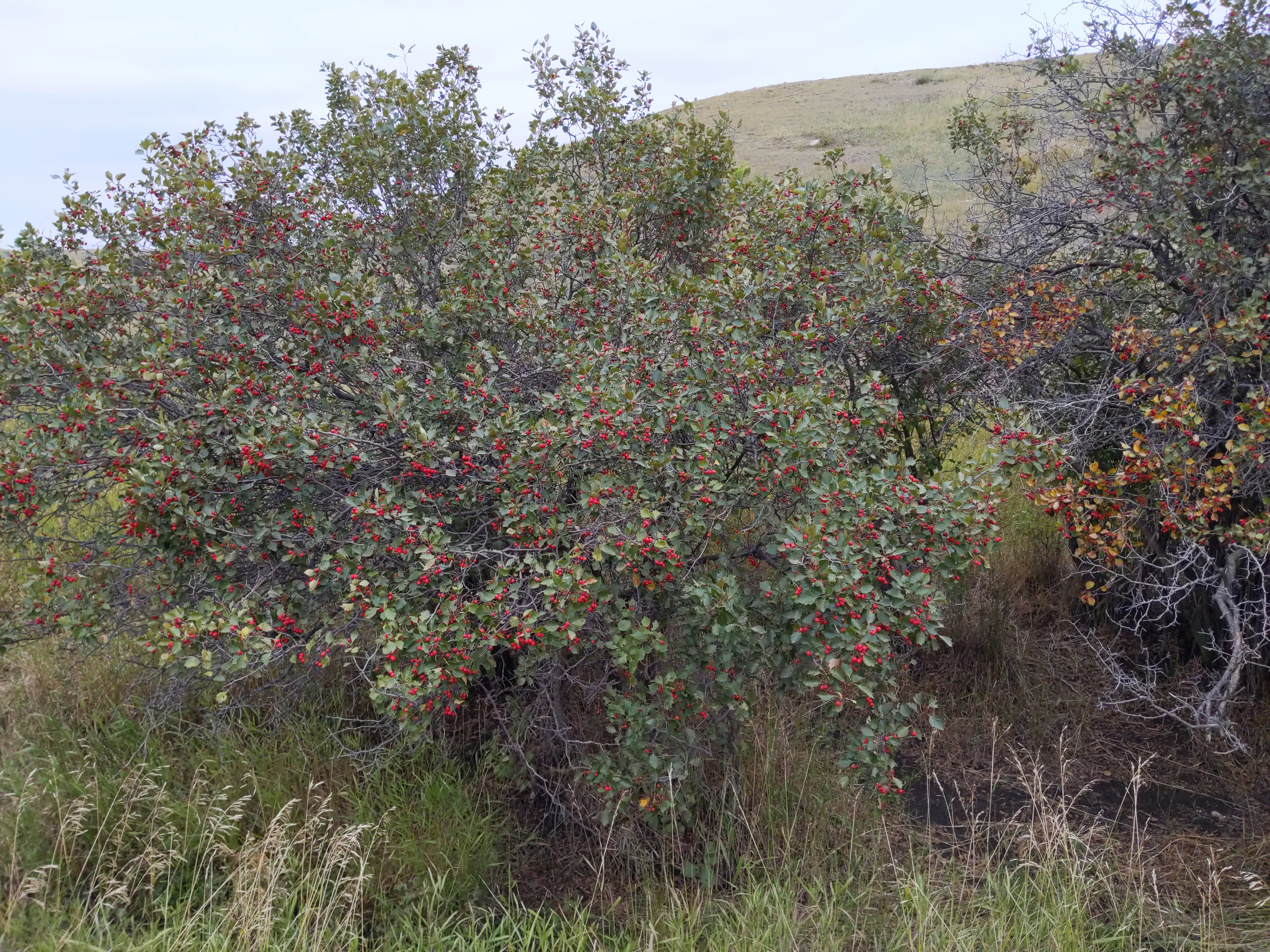 Loose leaf tea and herbs