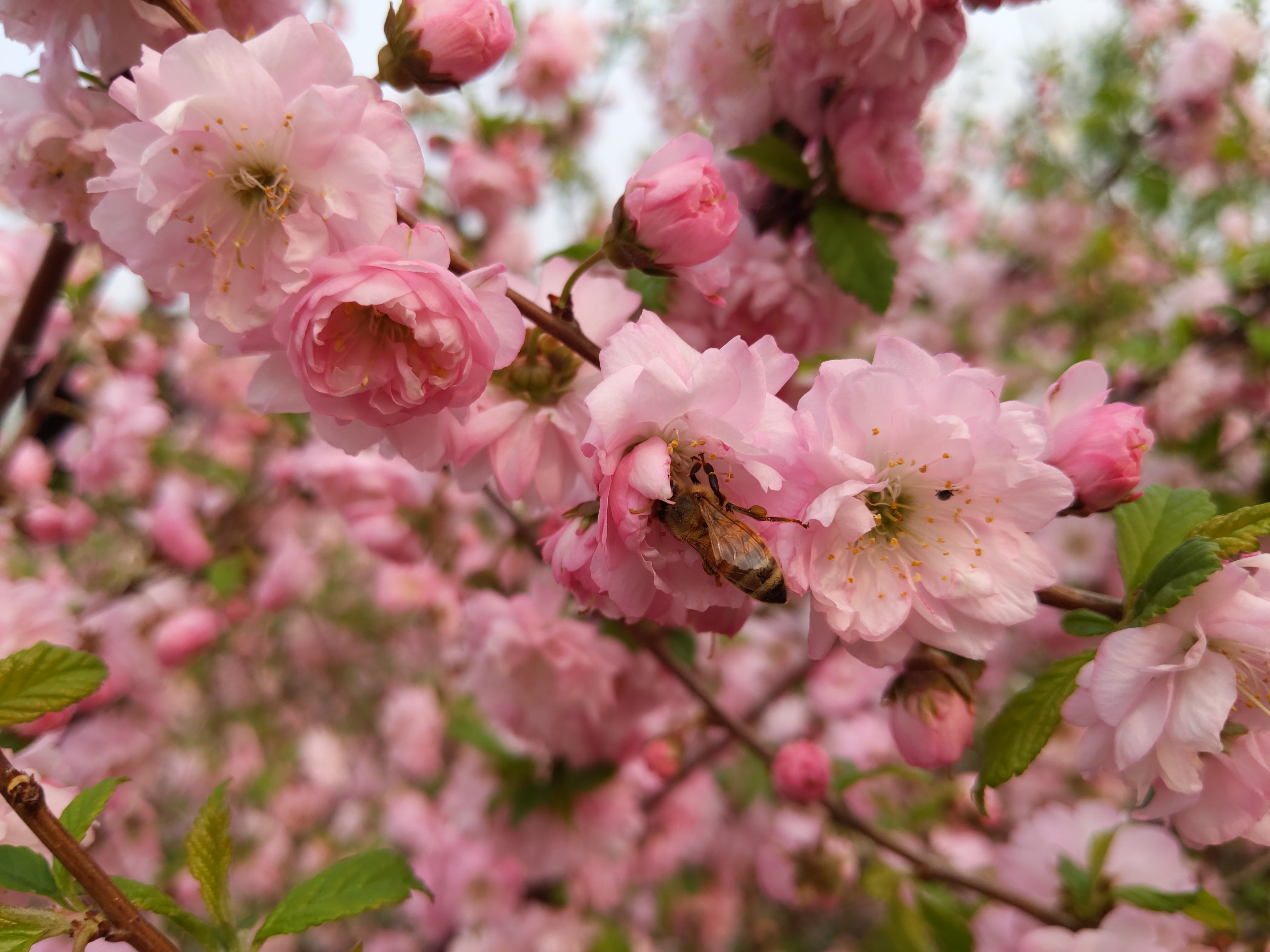 Wildcrafted prairie herbs